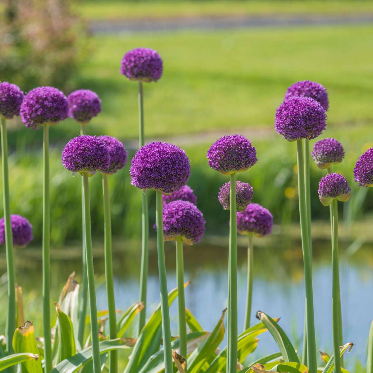 Allium Lökar - Set Om 6 - Allium 'Ambassador' - Blomlökar - Purpur