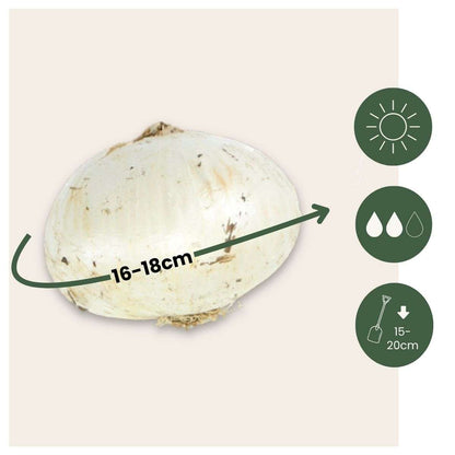 Allium Lökar - Set Om 6 - Allium 'Ambassador' - Blomlökar - Purpur