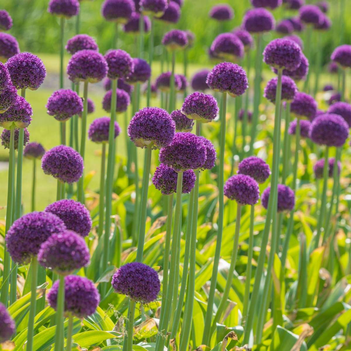 Allium Lökar - Set Om 6 - Allium 'Ambassador' - Blomlökar - Purpur