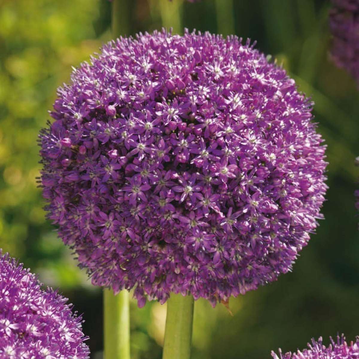 Allium Lökar - Set Om 6 - Allium 'Ambassador' - Blomlökar - Purpur