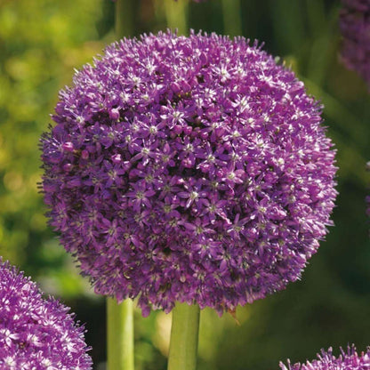 Allium Lökar - Set Om 6 - Allium 'Ambassador' - Blomlökar - Purpur