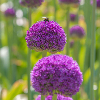 Allium Lökar - Set Om 6 - Allium 'Ambassador' - Blomlökar - Purpur