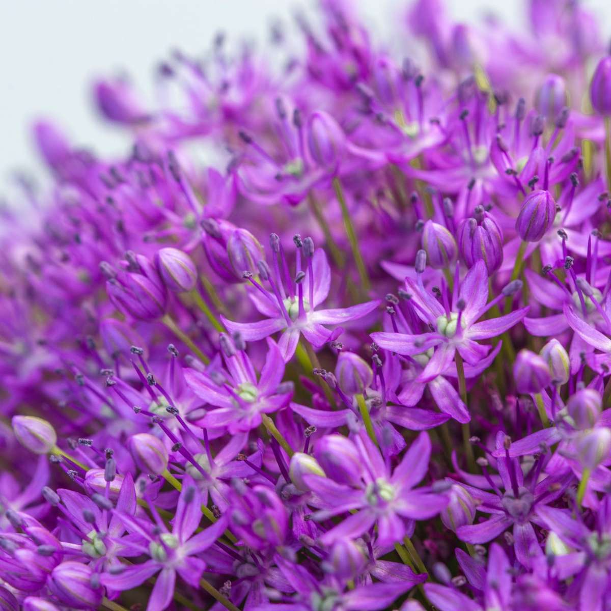 Allium Lökar - Set Om 6 - Allium 'Ambassador' - Blomlökar - Purpur