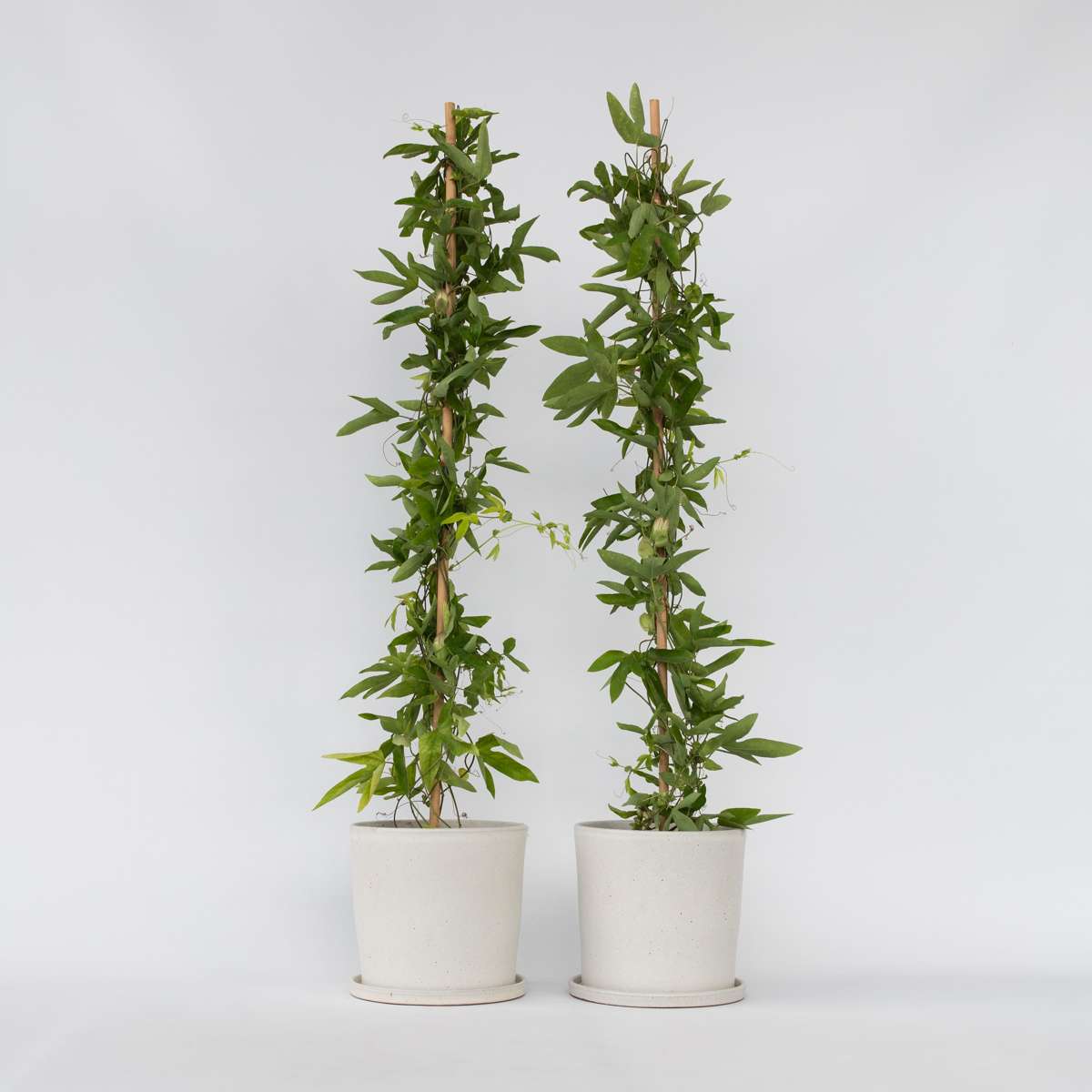Florastore Passionsblomma - Set Om 2 - Passiflora 'Victoria' - Höjd 110-120Cm - ⌀17Cm
