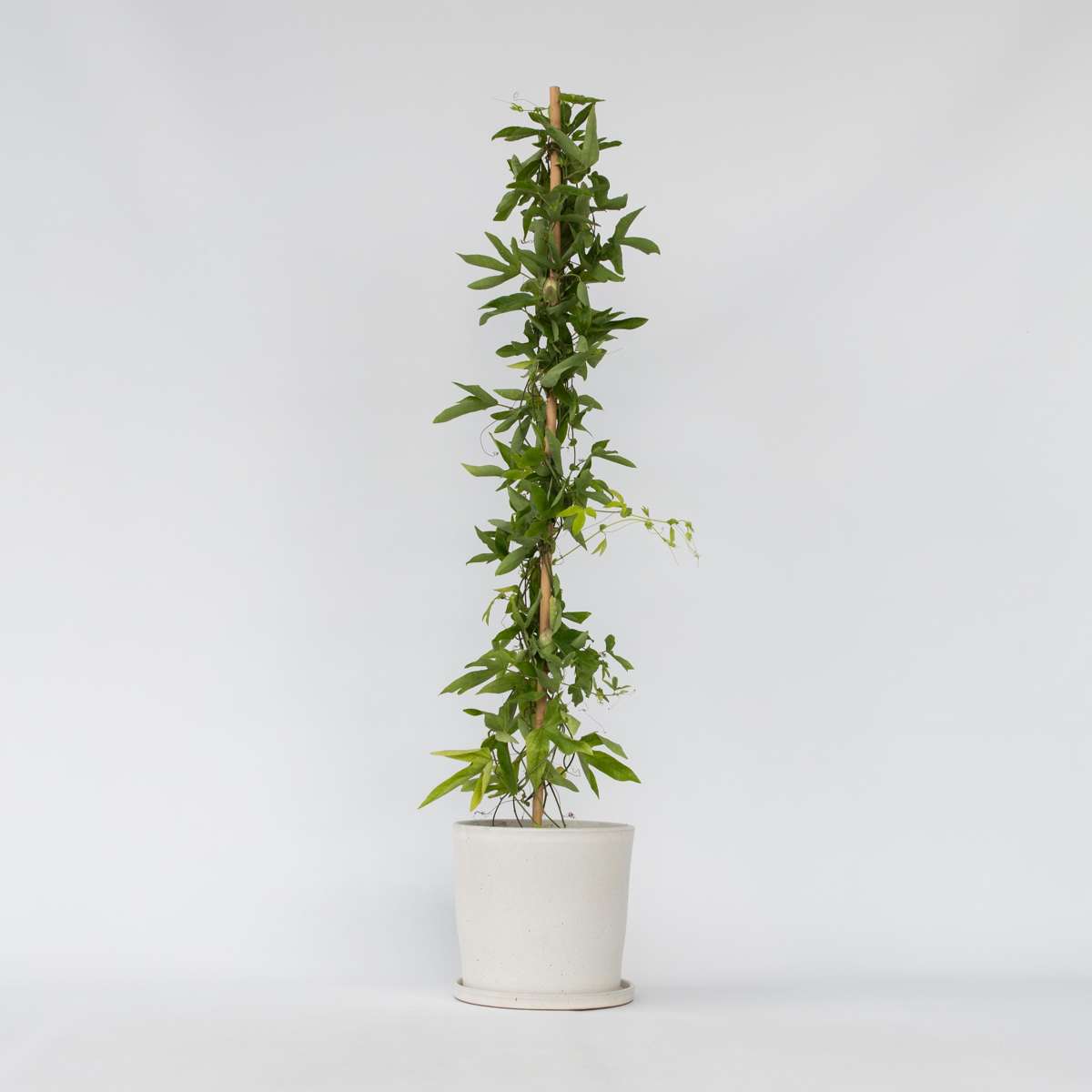 Florastore Passionsblomma - Passiflora X Violacea 'Victoria' - Höjd 110-120Cm - ⌀17Cm