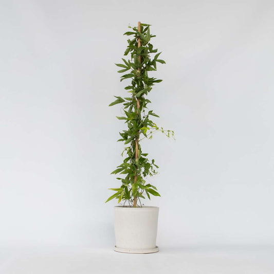 Florastore Passionsblomma - Passiflora X Violacea 'Victoria' - Höjd 110-120Cm - ⌀17Cm
