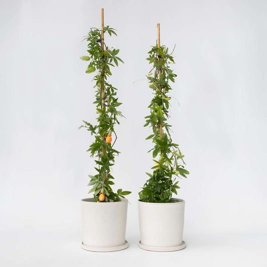 Florastore Passionsblomma - Set Om 2 - Passiflora Caerulea - Höjd 110-120Cm - ⌀17Cm