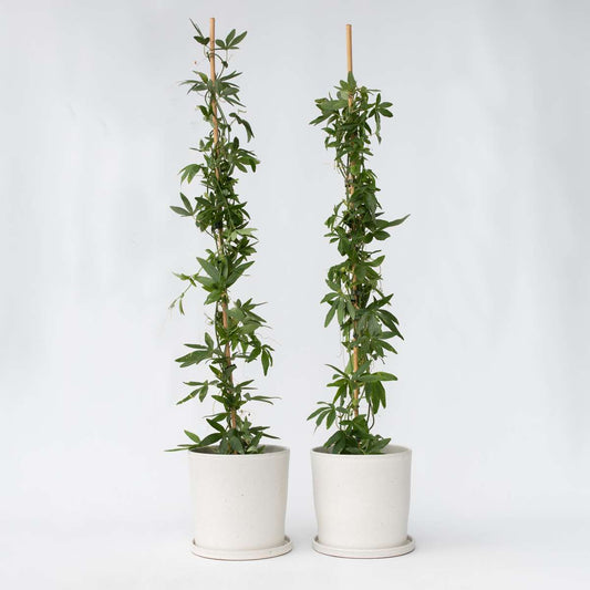 Florastore Passionsblomma - Set Om 2 - Passiflora Caerulea - Höjd 110-120Cm - ⌀17Cm