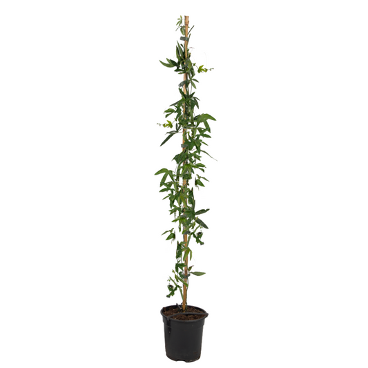 Florastore Passionsblomma - Passiflora Caerulea - Höjd 110-120Cm - ⌀17Cm