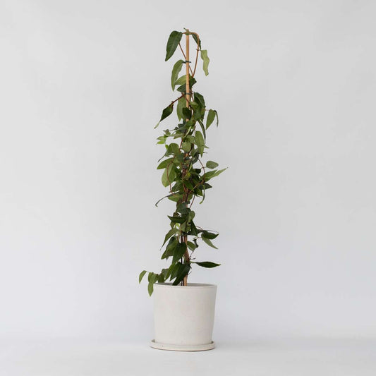 Florastore Kaprifol - Lonicera Henryi 'Copper Beauty' - Höjd 110-120Cm - ⌀17Cm