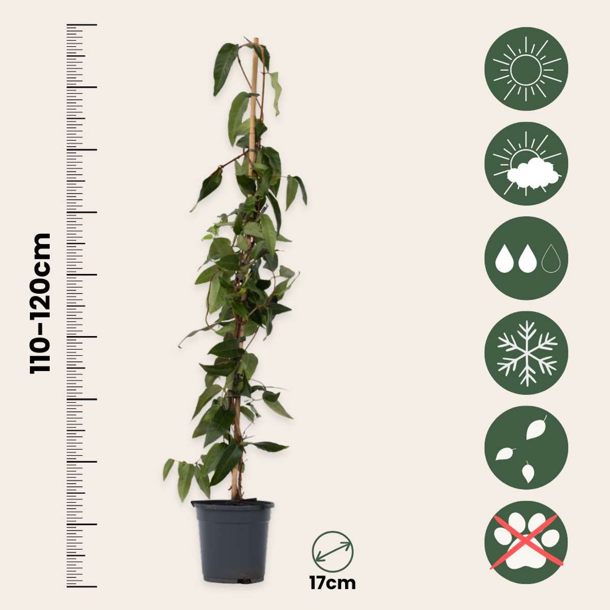 Climbers Kaprifol - Lonicera Henryi 'Copper Beauty' - Höjd 110-120Cm - ⌀17Cm