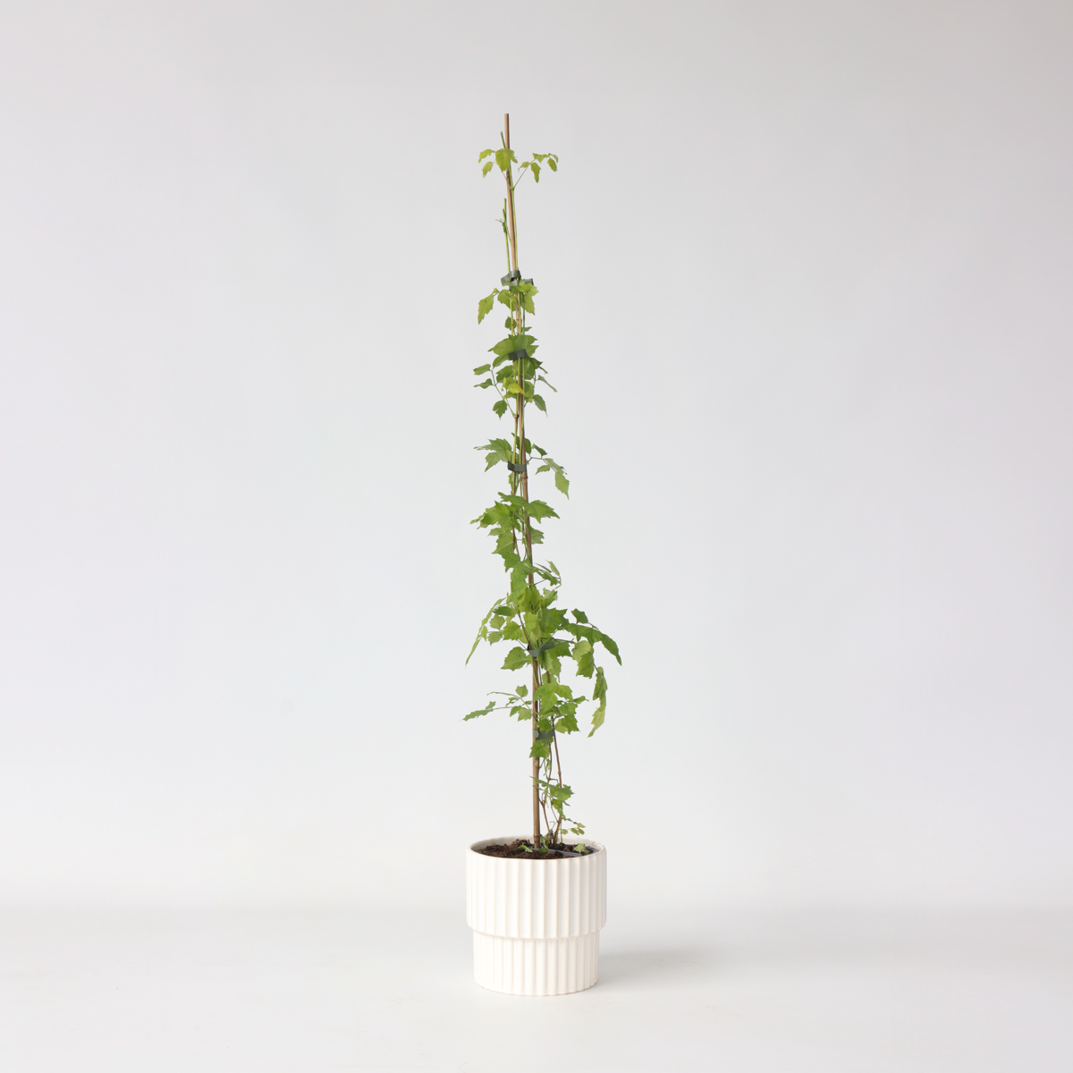Florastore Trumpetvinda - Campsis Radicans - Höjd 110-120Cm - ⌀17Cm