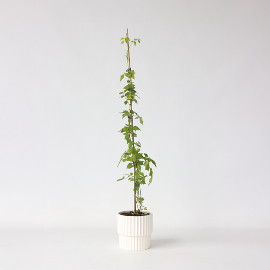 Florastore Trumpetvinda - Campsis Radicans - Höjd 110-120Cm - ⌀17Cm