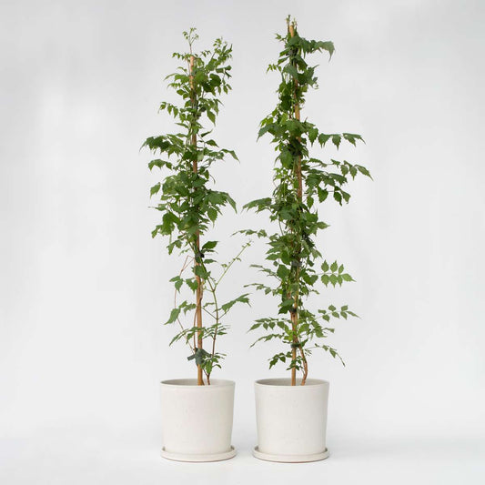 Florastore Trumpetvinda - Set Om 2 - Campsis 'Mme Galen' - Höjd 110-120Cm - ⌀17Cm
