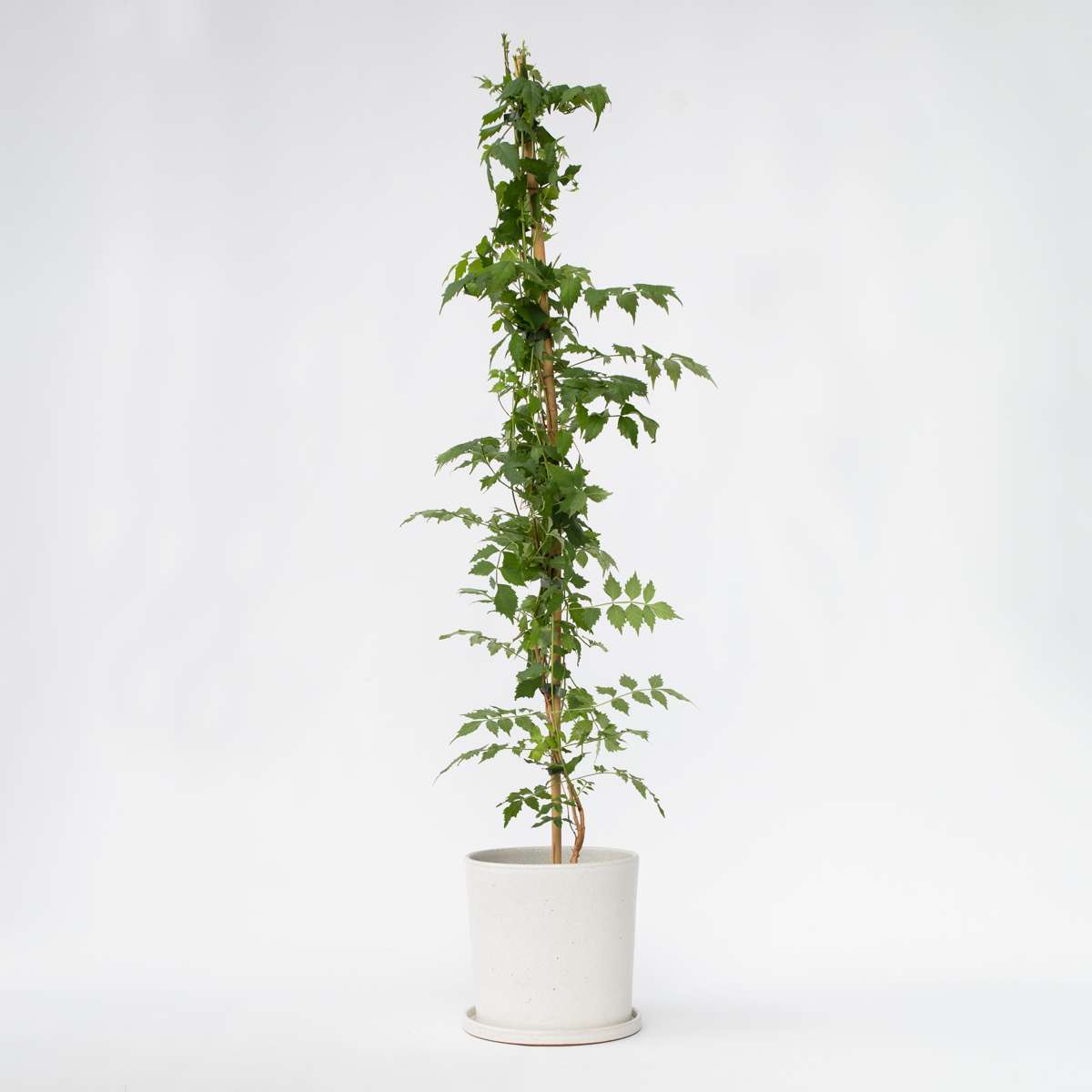 Florastore Trumpetvinda - Campsis Taglibuana 'Mme Galen' - Höjd 110-120Cm - ⌀17Cm