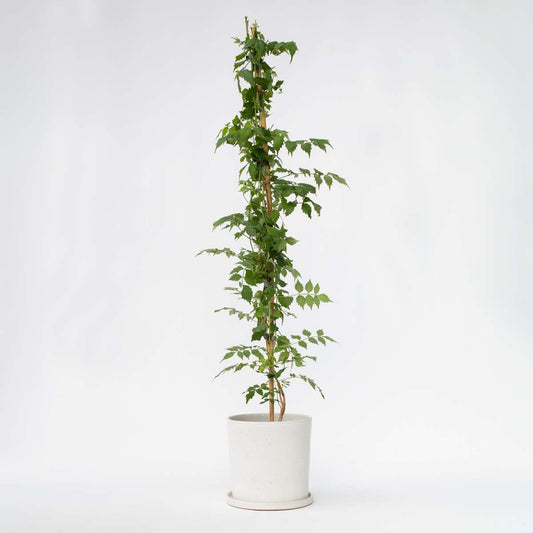 Florastore Trumpetvinda - Campsis Taglibuana 'Mme Galen' - Höjd 110-120Cm - ⌀17Cm