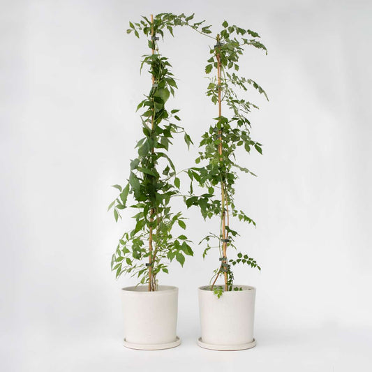 Florastore Trumpetvinda - Set Om 2 - Campis Radicans 'Flava' - Höjd 110-120Cm - ⌀17Cm