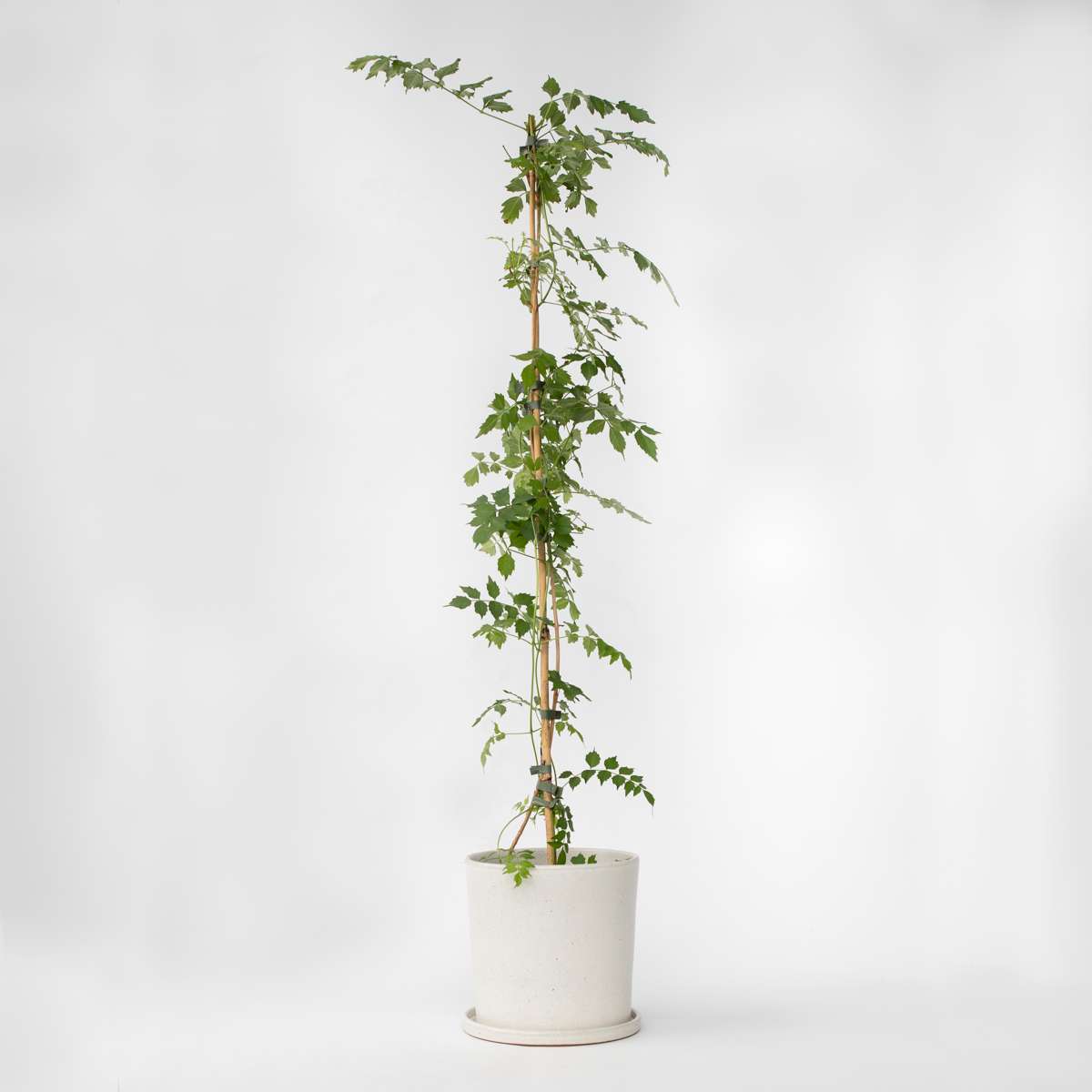 Climbers Trumpetvinda - Campis Radicans 'Flava' - Höjd 110-120Cm - ⌀17Cm