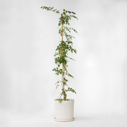 Climbers Trumpetvinda - Campis Radicans 'Flava' - Höjd 110-120Cm - ⌀17Cm