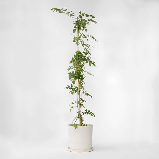 Climbers Trumpetvinda - Campis Radicans 'Flava' - Höjd 110-120Cm - ⌀17Cm