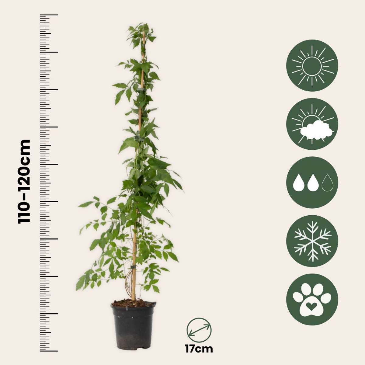 Climbers Trumpetvinda - Campis Radicans 'Flava' - Höjd 110-120Cm - ⌀17Cm