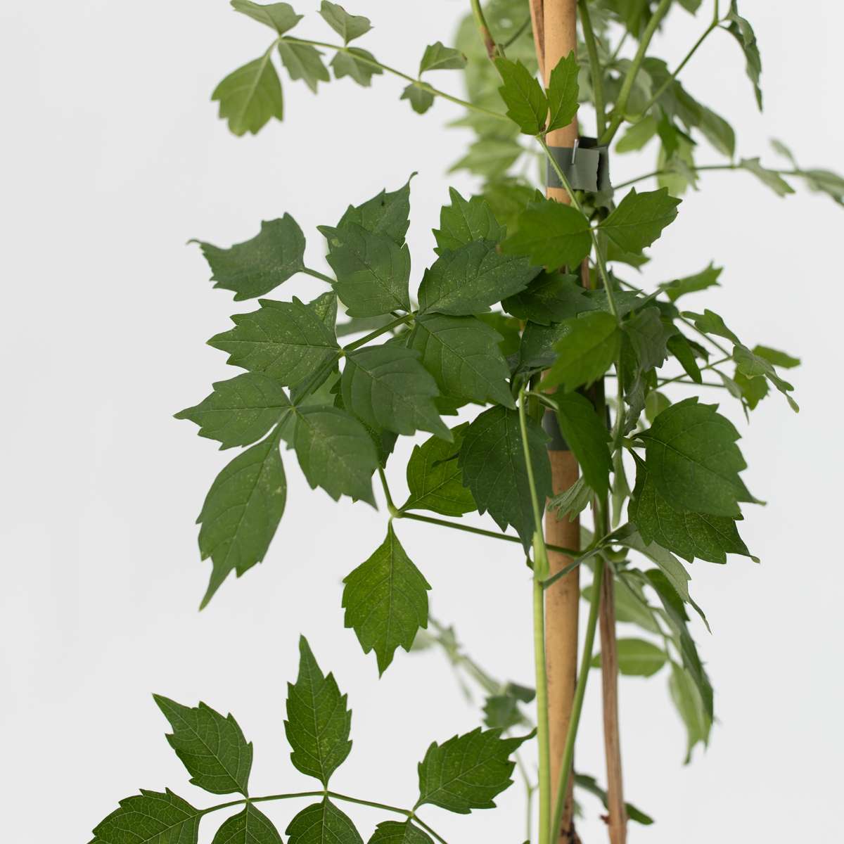 Climbers Trumpetvinda - Campis Radicans 'Flava' - Höjd 110-120Cm - ⌀17Cm