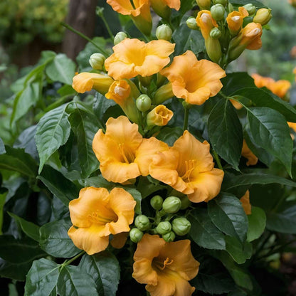Climbers Trumpetvinda - Campis Radicans 'Flava' - Höjd 110-120Cm - ⌀17Cm