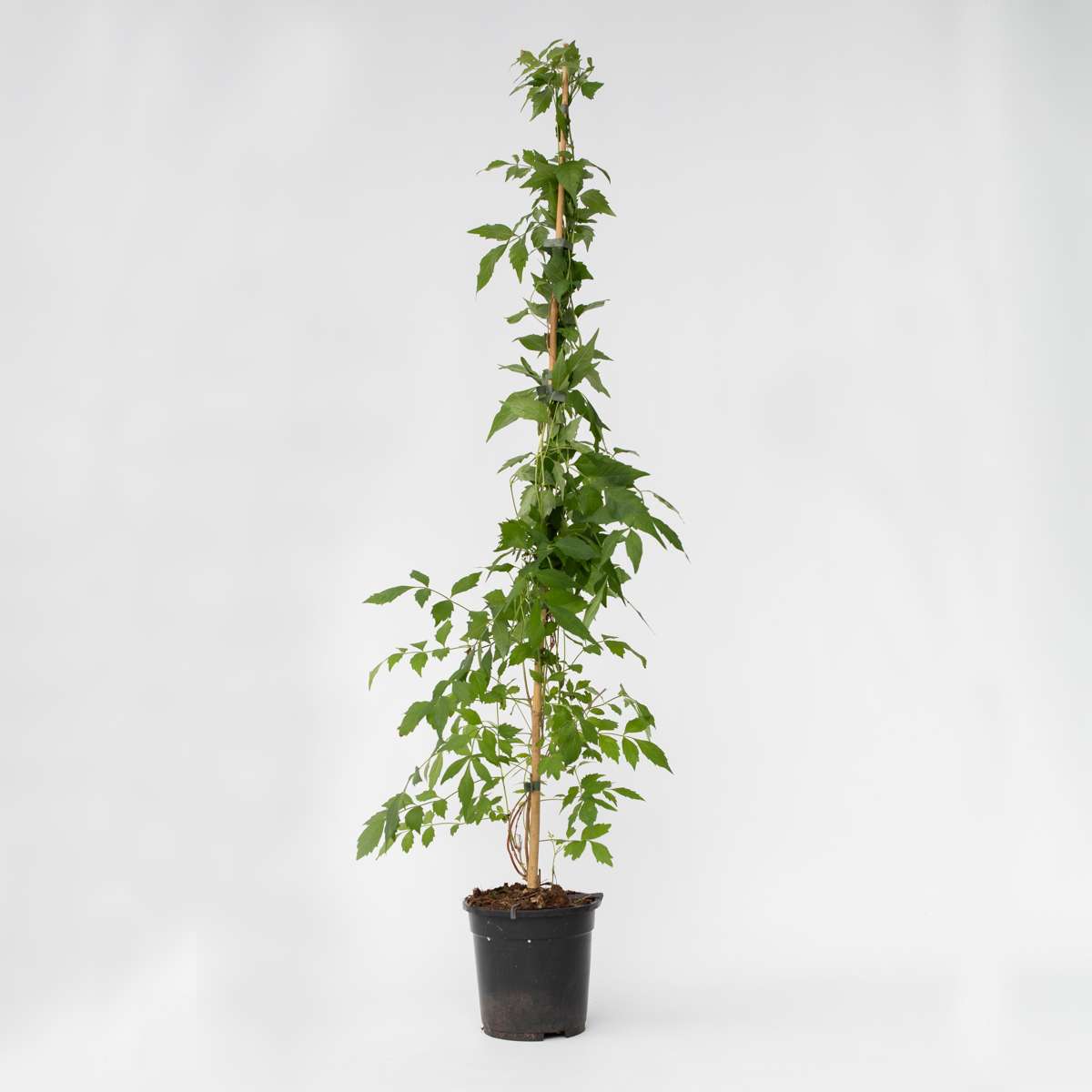 Climbers Trumpetvinda - Campis Radicans 'Flava' - Höjd 110-120Cm - ⌀17Cm