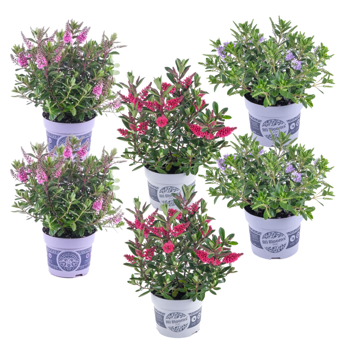 Florastore Veronikas - Set Om 6 - Hebe All Blooms - Höjd 30-35Cm - ⌀13Cm