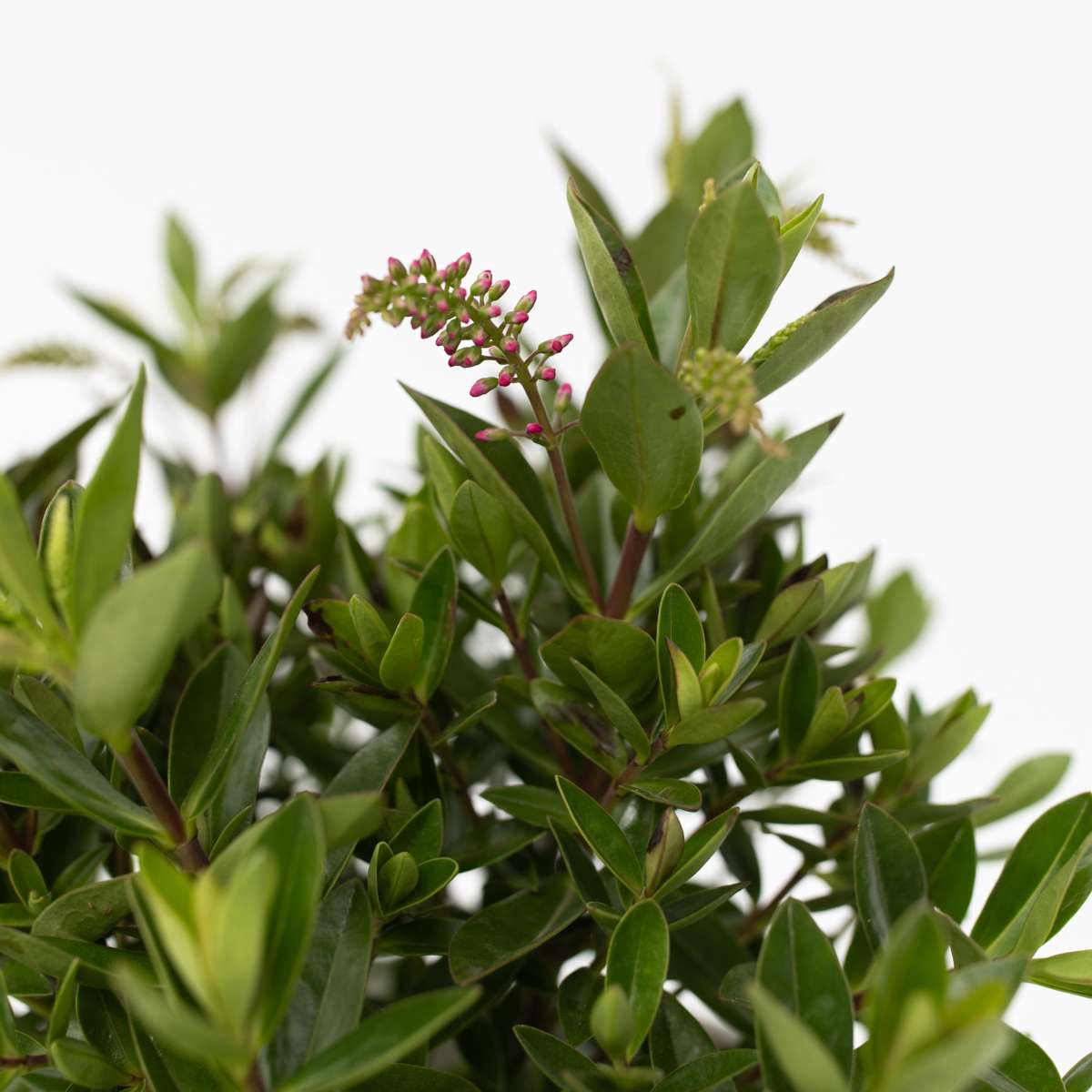 Hebe Veronikas - Set Om 6 - Hebe All Blooms - Höjd 30-35Cm - ⌀13Cm