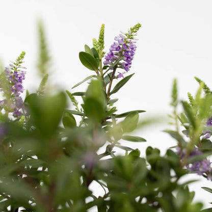 Hebe Veronikas - Set Om 6 - Hebe All Blooms - Höjd 30-35Cm - ⌀13Cm