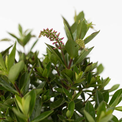 Hebe Veronikas - Set Om 3 - Hebe All Blooms - Höjd 30-35Cm - ⌀13Cm