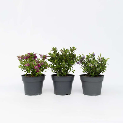 Hebe Veronikas - Set Om 3 - Hebe All Blooms - Höjd 30-35Cm - ⌀13Cm