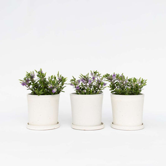Florastore Veronikas - Set Om 3 - Hebe All Blooms 'Siara' - Höjd 30-35Cm - ⌀13Cm