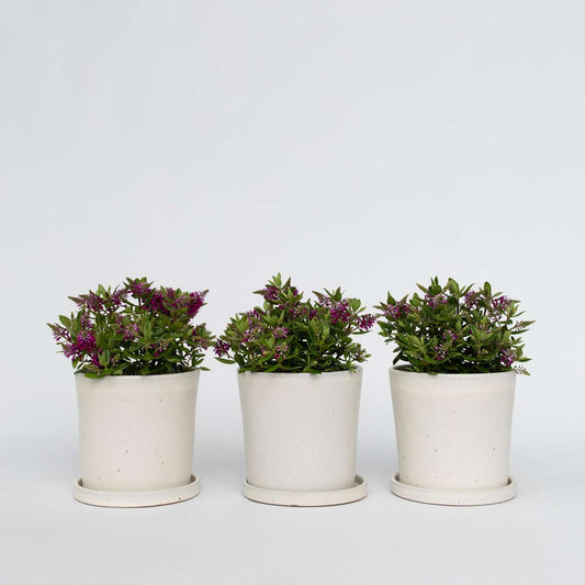 Florastore Veronikas - Set Om 3 - Hebe All Blooms 'Samona' - Höjd 30-35Cm - ⌀13Cm