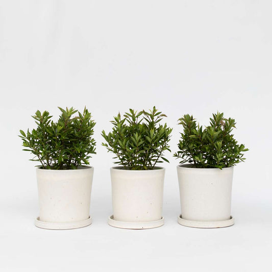 Florastore Veronikas - Set Om 3 - Hebe All Blooms 'Ranaia' - Höjd 30-35Cm - ⌀13Cm