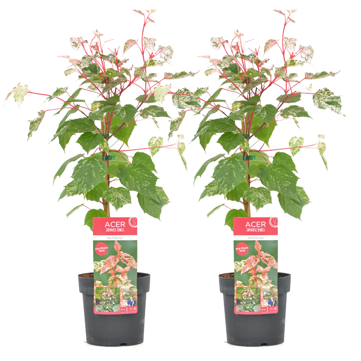 Florastore Japansk Lönn - Set Om 2 - Acer Conspicuum 'Red Flamingo' - Höjd 50-60Cm - ⌀19Cm