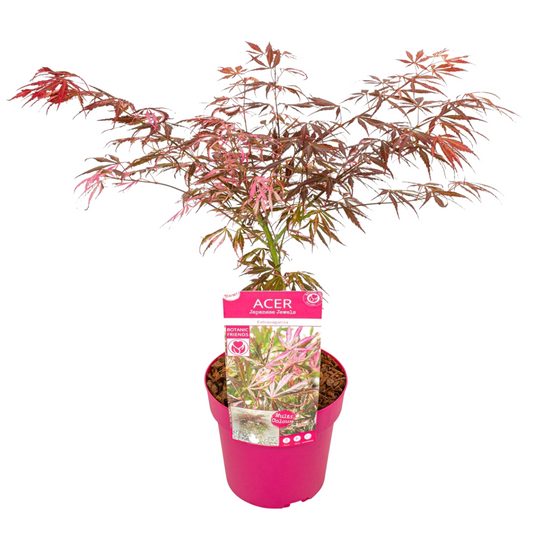 Florastore Japansk Lönn - Acer Palmatum 'Extravaganza' - Höjd 50-60Cm - ⌀19Cm