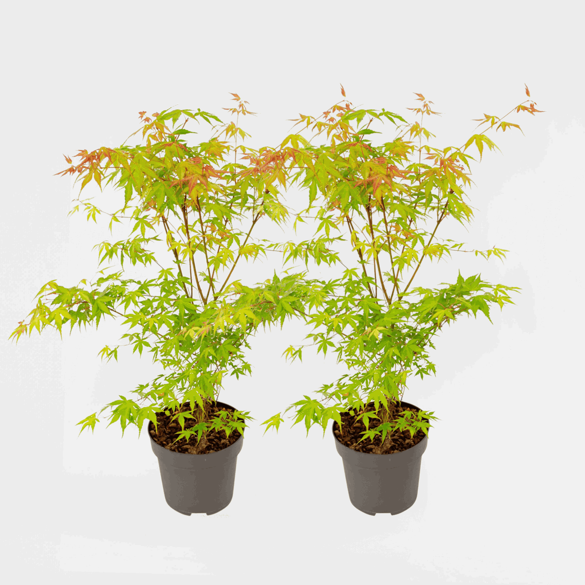 Florastore Japansk Lönn - Set Om 2 - Acer Palmatum 'Katsura' - Höjd 60-70Cm - ⌀19Cm