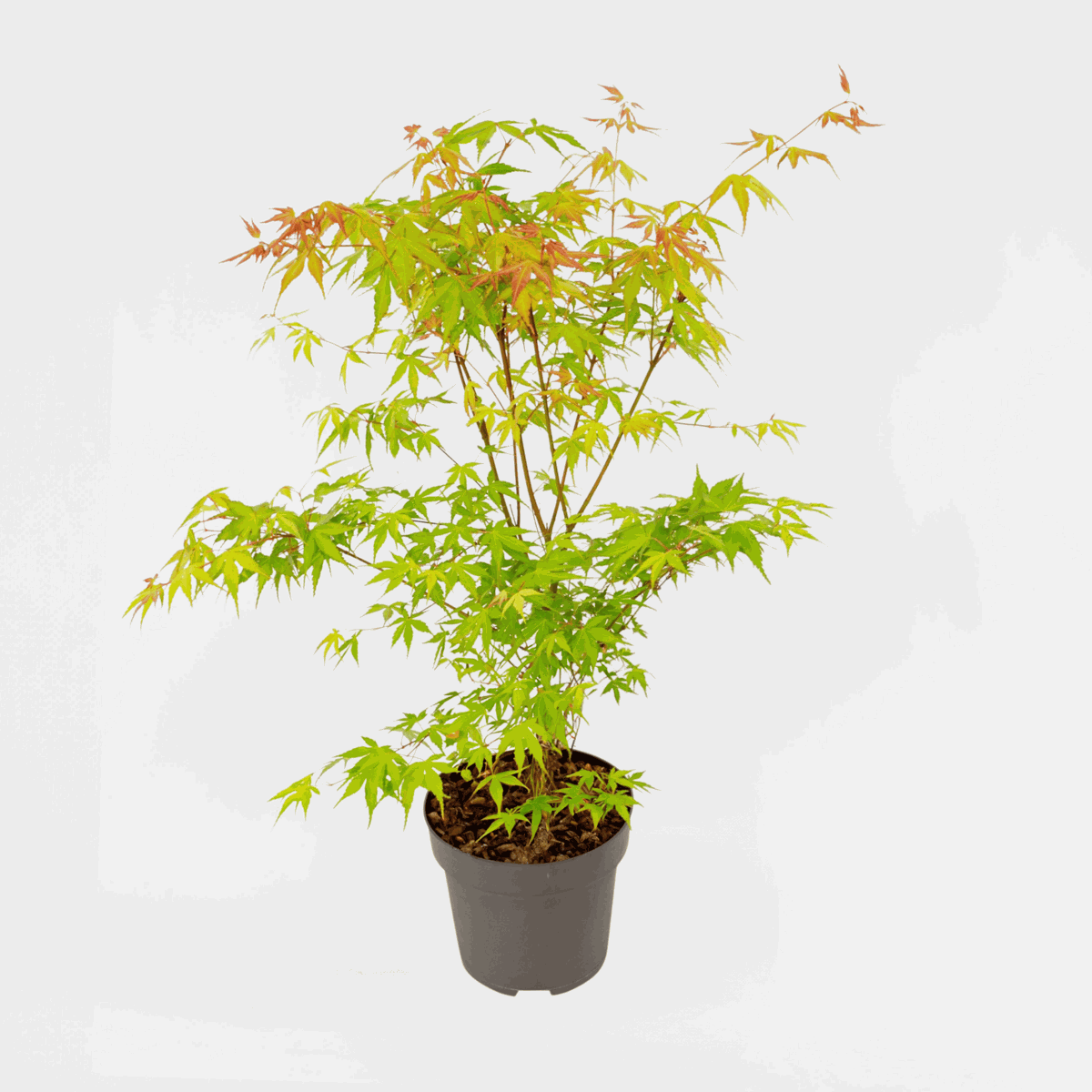 Florastore Japansk Lönn - Acer Palmatum 'Katsura' - Höjd 60-70Cm - ⌀19Cm