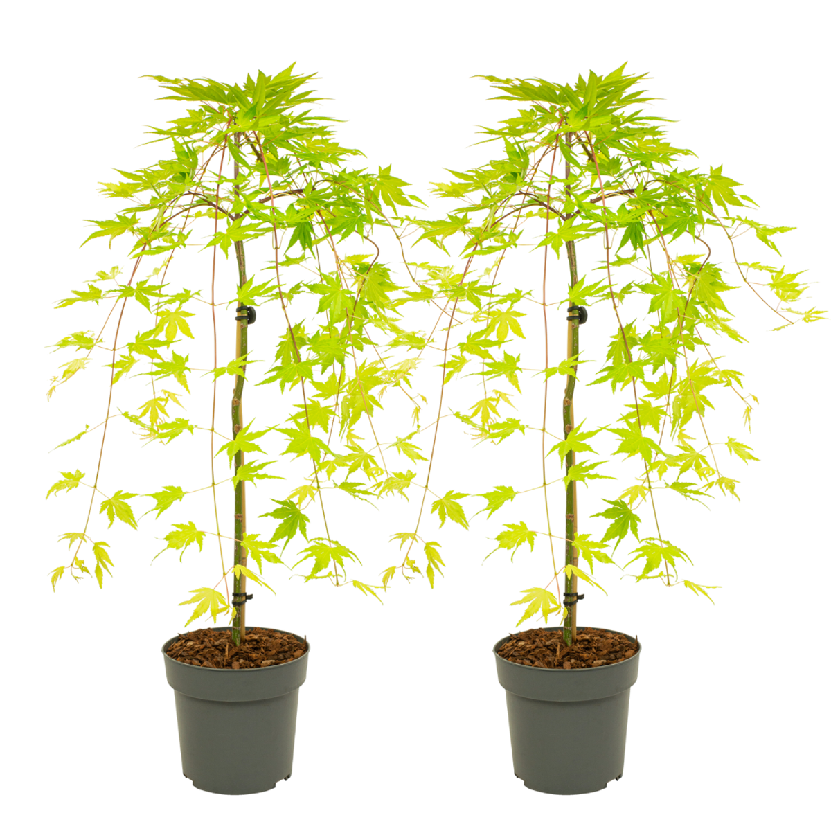 Florastore Japansk Lönn - Set Om 2 - Acer Palmatum 'Cascade Gold' - Höjd 80-90Cm - ⌀19Cm