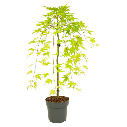 Florastore Japansk Lönn - Acer Palmatum 'Cascade Gold' - Höjd 80-90Cm - ⌀19Cm