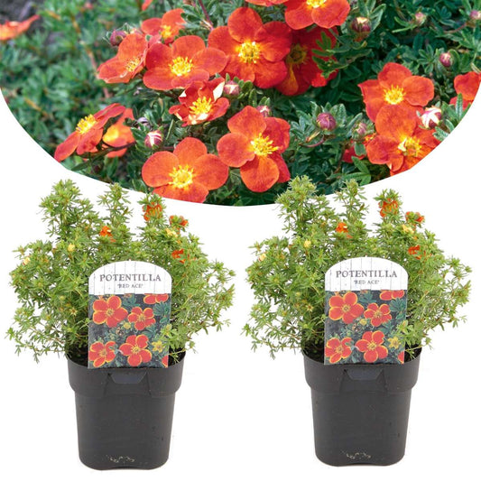 Florastore Häggbär - Set Om 2 - Potentilla Fruticosa 'Red Ace' - Höjd 20-30Cm - ⌀17Cm