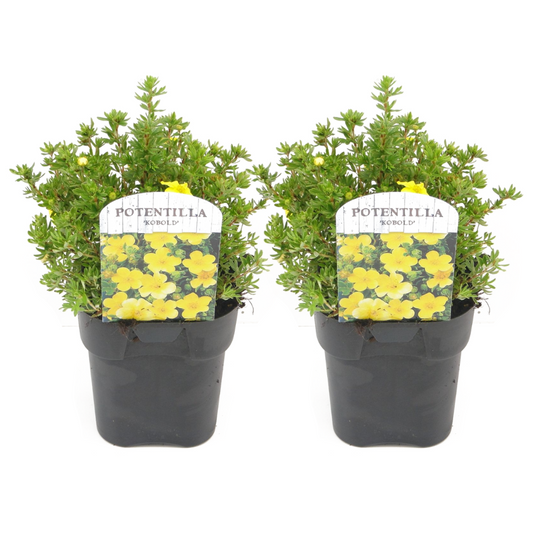 Florastore Häggbär - Set Om 2 - Potentilla Fruticosa 'Kobold' - Höjd 20-30Cm - ⌀17Cm