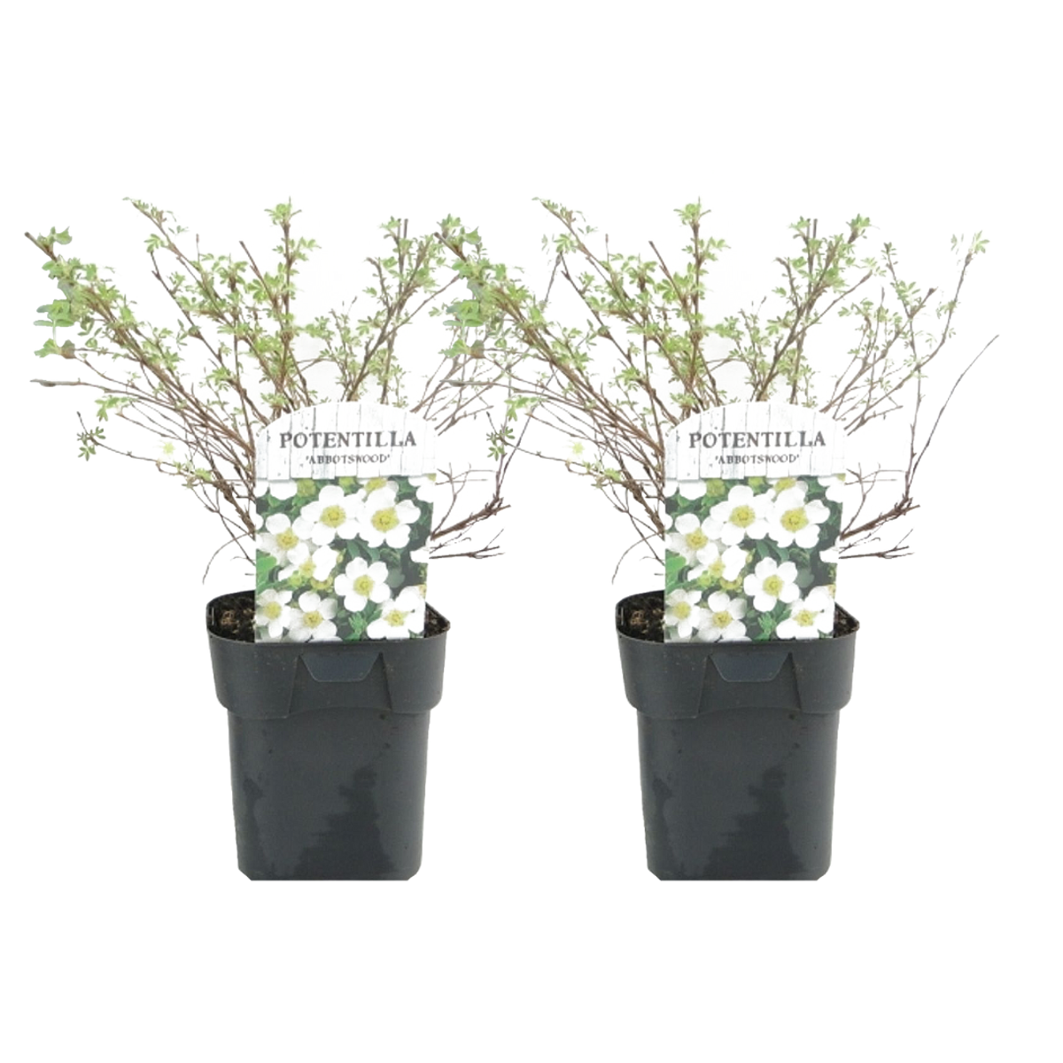 Florastore Häggbär - Set Om 2 - Potentilla Fruticosa 'Abbotswood' - Höjd 20-30Cm - ⌀17Cm