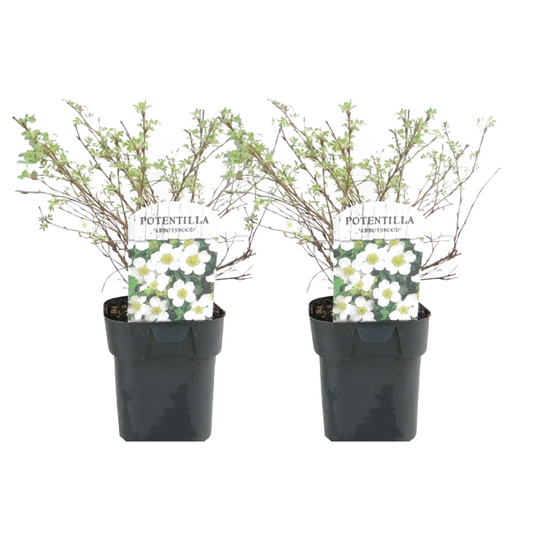 Florastore Häggbär - Set Om 2 - Potentilla Fruticosa 'Abbotswood' - Höjd 20-30Cm - ⌀17Cm