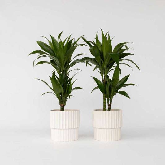 Florastore Banddracena - Set Om 2 - Dracaena Deremensis Janet Craig - Höjd 60-70Cm - ⌀17Cm