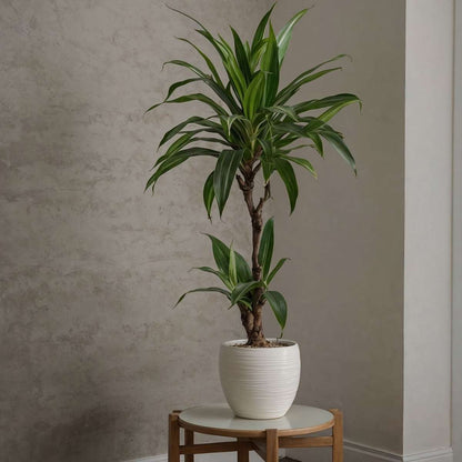 Dracaena Banddracena - Set Om 2 - Dracaena Deremensis Janet Craig - Höjd 60-70Cm - ⌀17Cm
