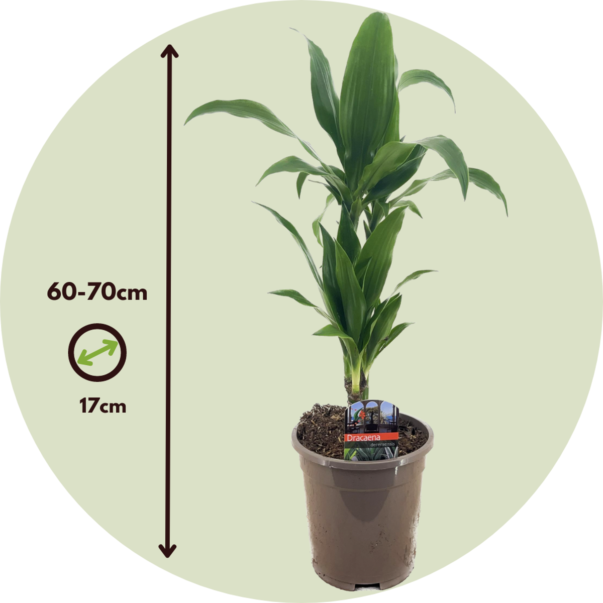 Dracaena Banddracena - Set Om 2 - Dracaena Deremensis Janet Craig - Höjd 60-70Cm - ⌀17Cm
