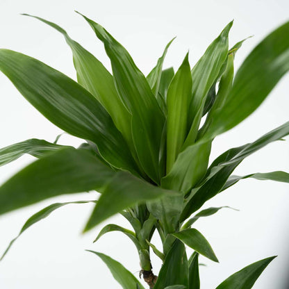 Dracaena Banddracena - Set Om 2 - Dracaena Deremensis Janet Craig - Höjd 60-70Cm - ⌀17Cm